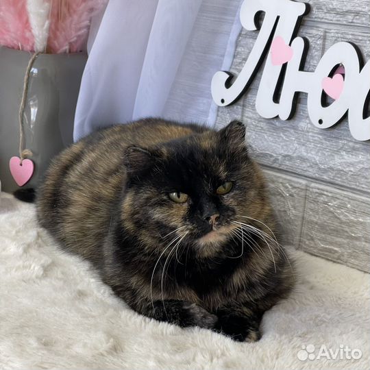 Кошка в добрые руки
