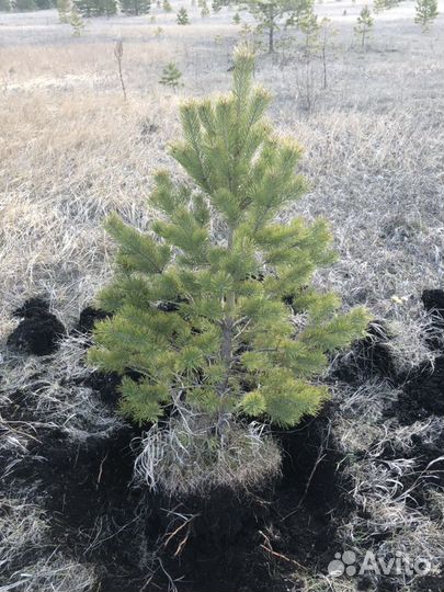 Саженцы, клена,дуб,сосны, березы, липы,рябина