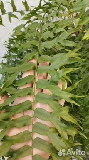 Нефролепис