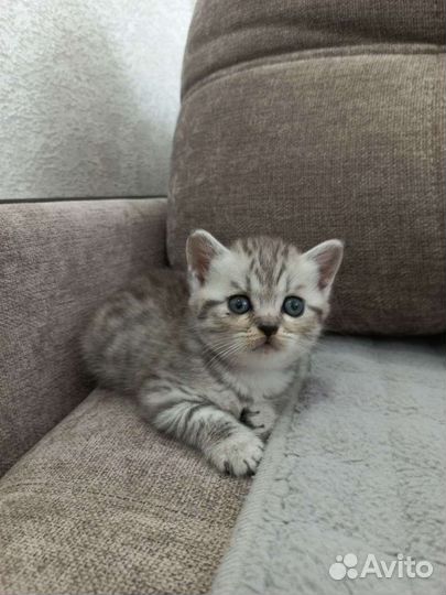 Британская