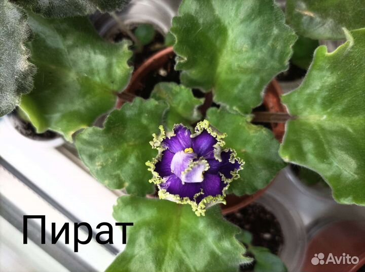 Фиалка