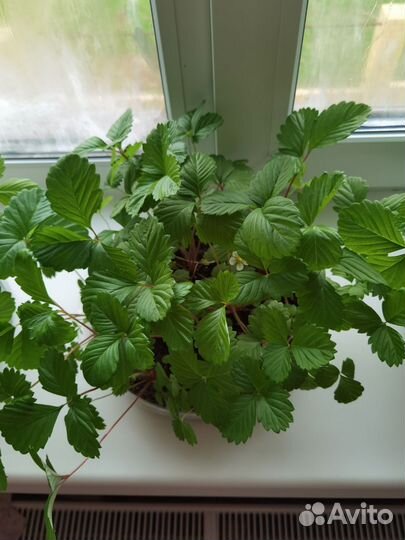 Рассада земляники ремонтантной