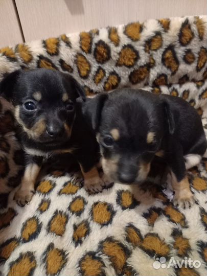 Мужчина на час