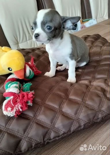 Девочки чихуахуа мини