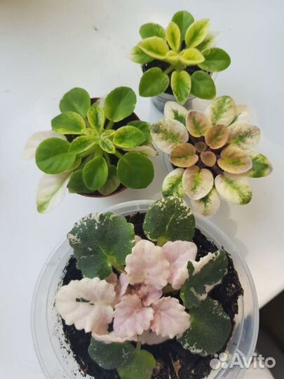 Фиалки пестролистные сортовые