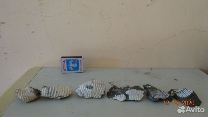 Окаменелости аммониты