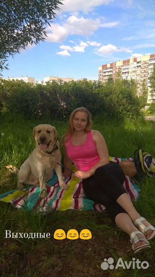 Передержка кошек, собак. Выгул собак