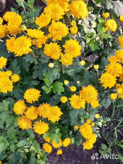 Хризантема