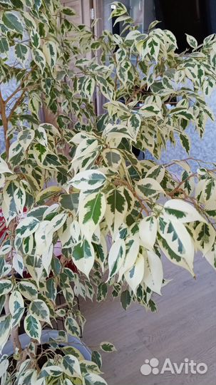 Фикус бенджамина