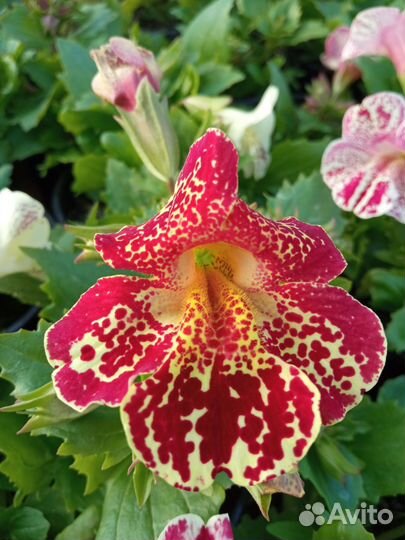 Мимулюс семена