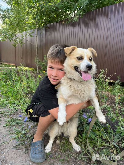 Лайка мальчик