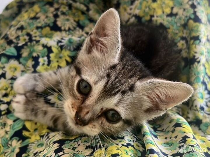 Котенок мальчик в дар бесплатно