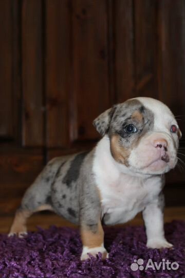 Американский булли щенки