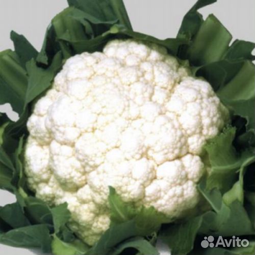 Семена цветной капусты Уайт Эксель