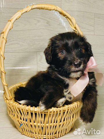 Собаки бесплатно в добрые руки