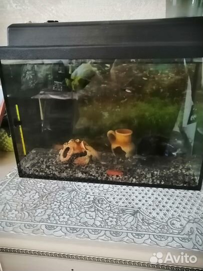 Аквариум с рыбками