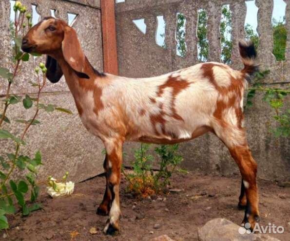 Англо нубийские козочки