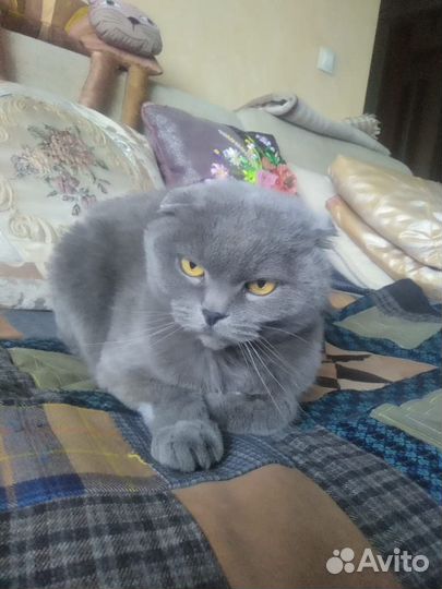 Британский кот