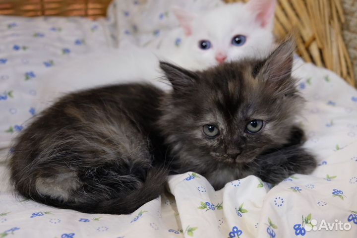 Пушистая кроха