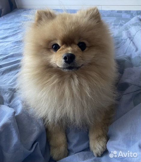 Передержка домашних животных