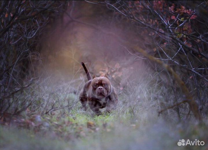 Вязка Американский булли