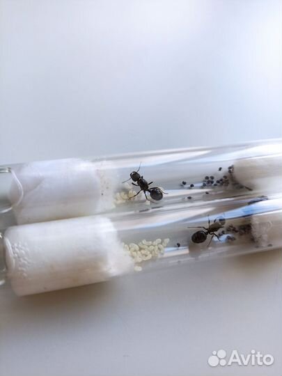 Муравьи жнецы (Messor structor)