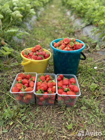 Клубника домашняя