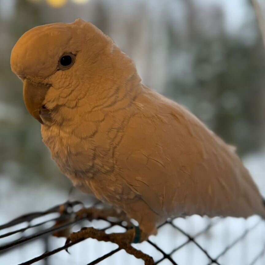 Говорящий попугай какаду