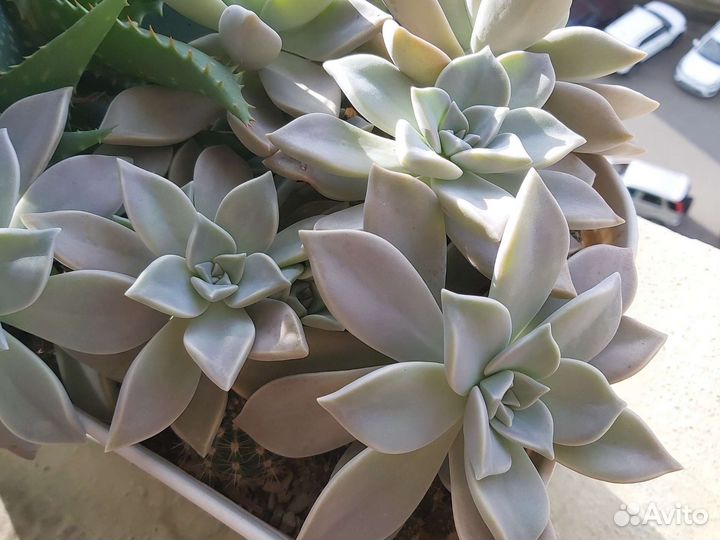 Кактусы и суккуленты