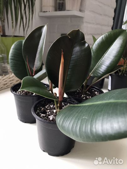 Фикус эластика Робуста