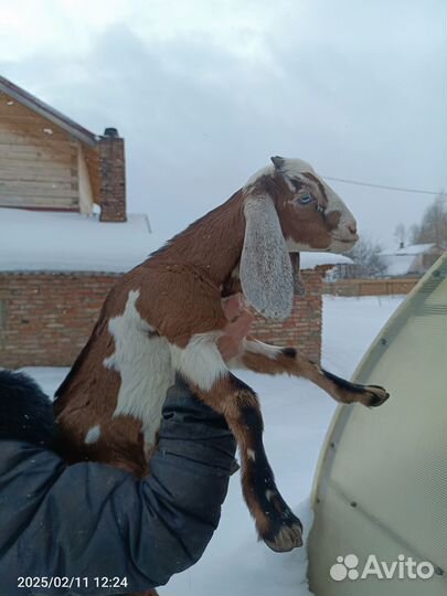 Козлята(козлик