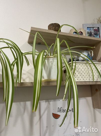 Хлорофитум