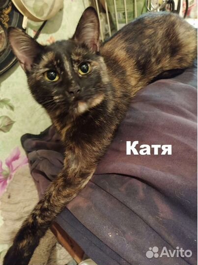 Кошка Катя в добрые руки