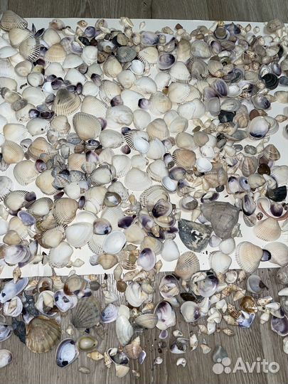 Морские ракушки раковины