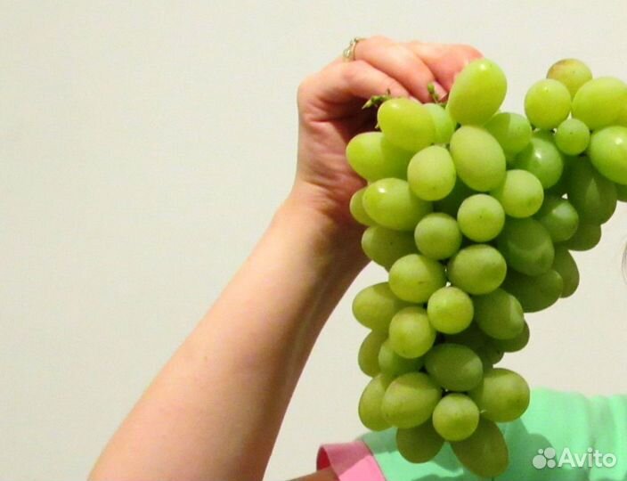 Саженцы винограда