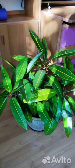 Кротон Мортии