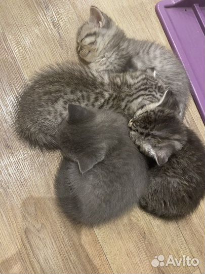 Британские котята
