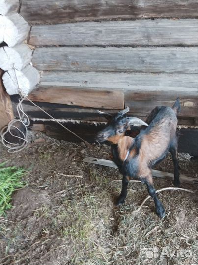 Коза козочка козлик