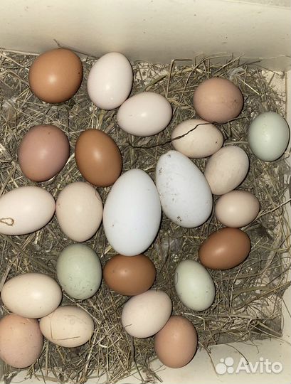Яйцо домашнее, на инкубацию куриное