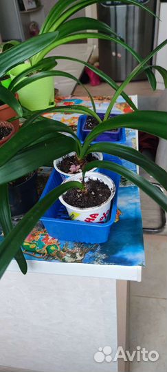 Гиппиаструм