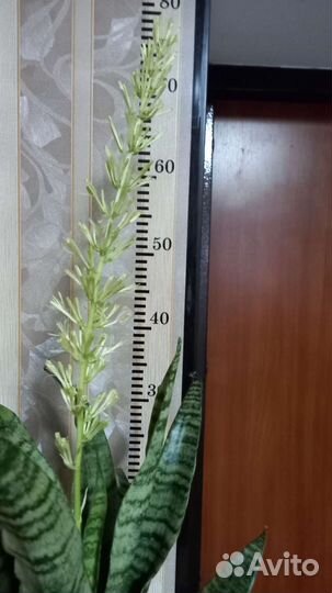 Сансевиерия Даймонд