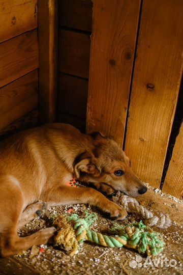 Щенок из приюта