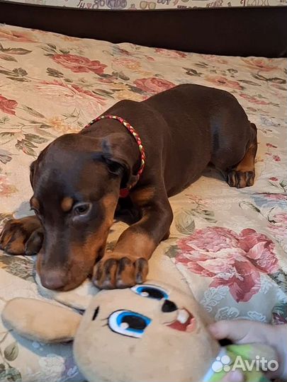 Доберманчик девочка