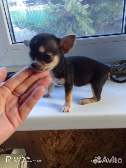Щенки чихуахуа