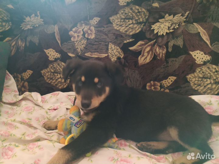 Щенок мальчик классический