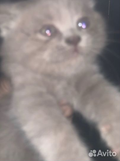 Котик,мальчик.Отдам добрым люлям