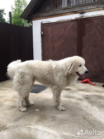 Случка собак