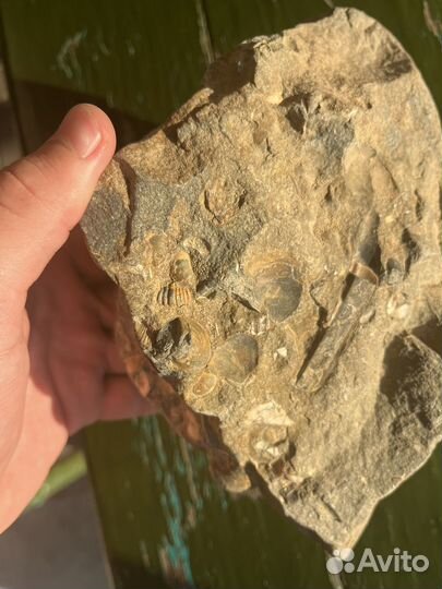 Окаменелости