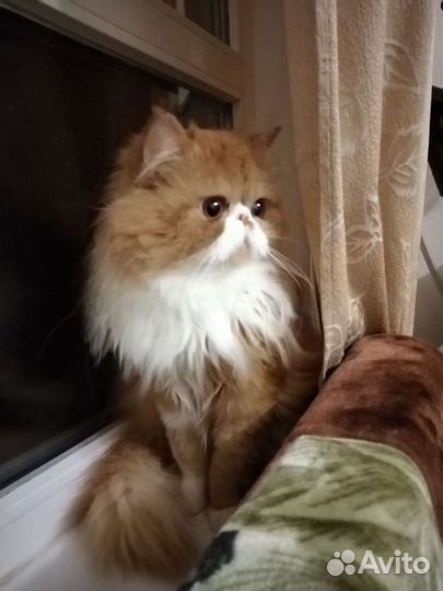 Персидский кот на вязку