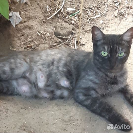 Отдаем кошку